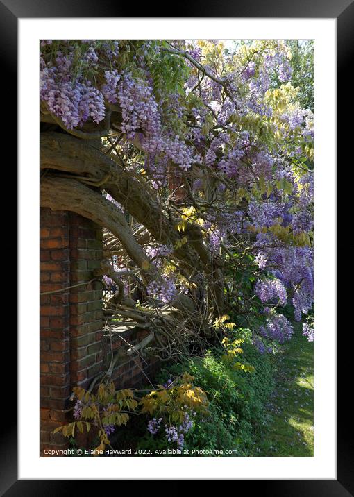 Wisteria and red bricks Framed Mounted Print by Elaine Hayward