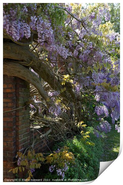 Wisteria and red bricks Print by Elaine Hayward