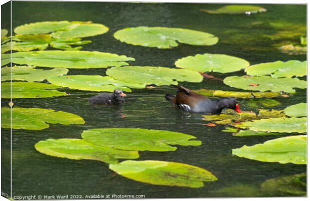 Moorhen and chick on Lilypads. Canvas Print by Mark Ward