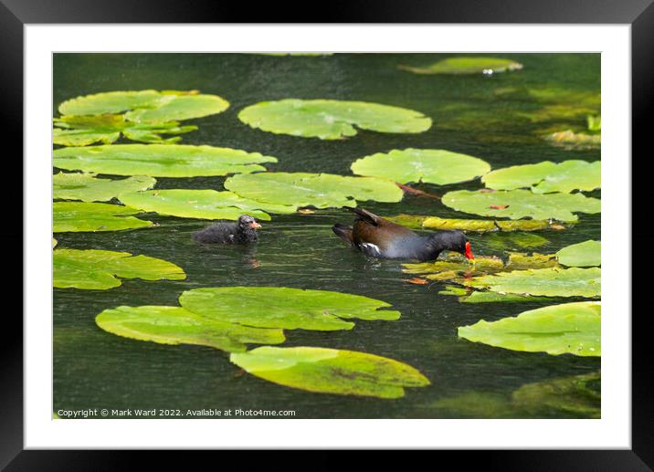 Moorhen and chick on Lilypads. Framed Mounted Print by Mark Ward