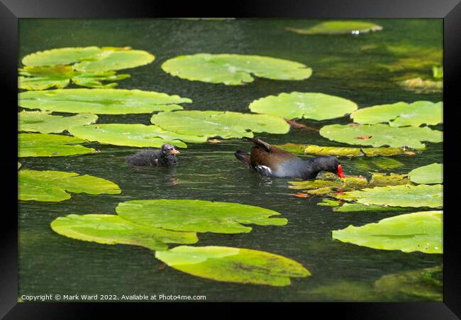 Moorhen and chick on Lilypads. Framed Print by Mark Ward