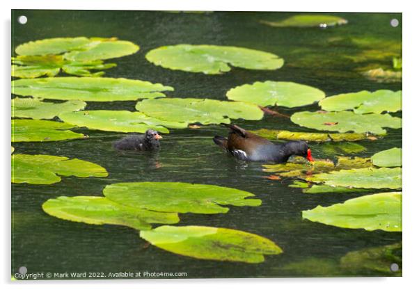 Moorhen and chick on Lilypads. Acrylic by Mark Ward