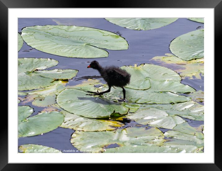 Moorhen Chick Framed Mounted Print by Mark Ward