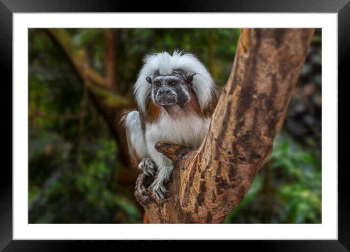 Cotton-Top Tamarin Framed Mounted Print by Arterra 