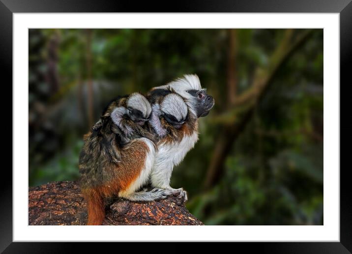 Crested Tamarin with Babies Framed Mounted Print by Arterra 