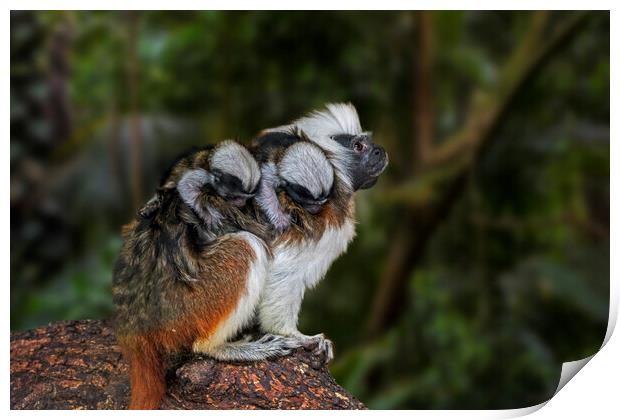Crested Tamarin with Babies Print by Arterra 