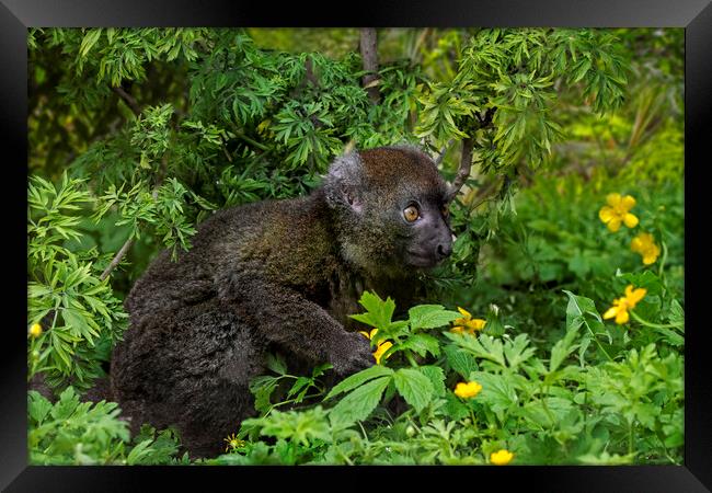 Greater Bamboo Lemur Framed Print by Arterra 