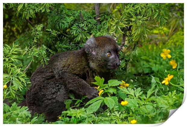 Greater Bamboo Lemur Print by Arterra 