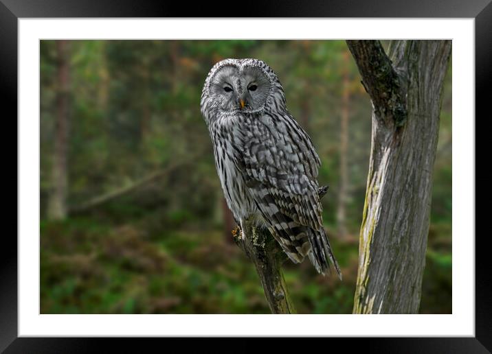 Ural Owl in Woodland Framed Mounted Print by Arterra 