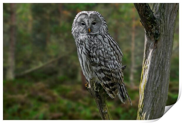 Ural Owl in Woodland Print by Arterra 