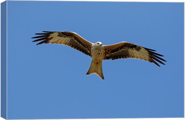 Soaring Red Kite Canvas Print by Arterra 