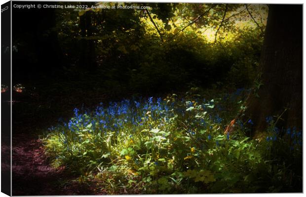 Bluebells In Sunlight Canvas Print by Christine Lake