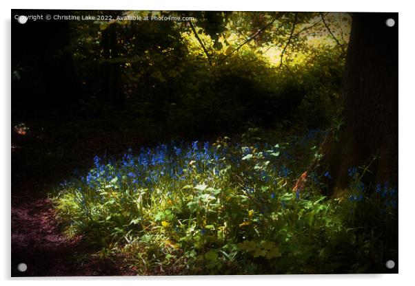 Bluebells In Sunlight Acrylic by Christine Lake