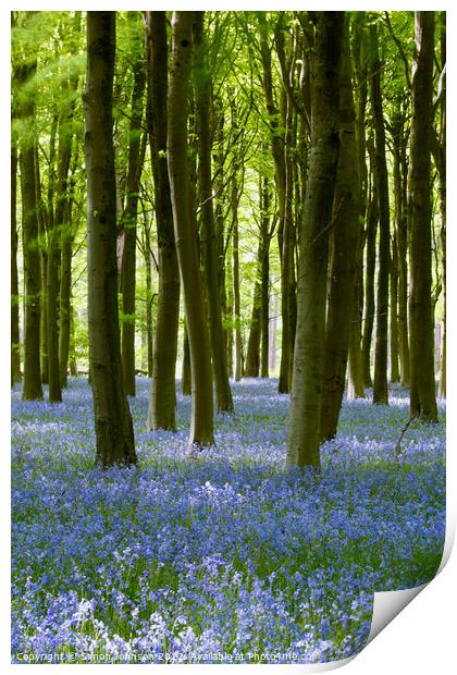 bluebell woodland Print by Simon Johnson