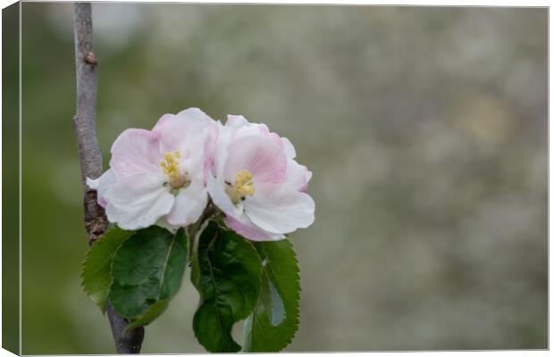 Beauty in Bloom Canvas Print by Steve Purnell