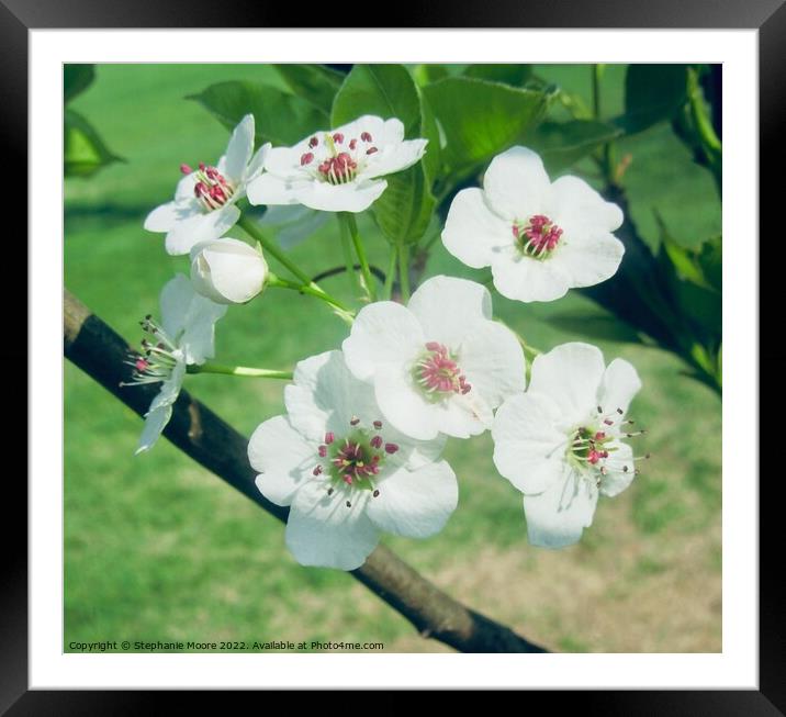 White blossoms Framed Mounted Print by Stephanie Moore