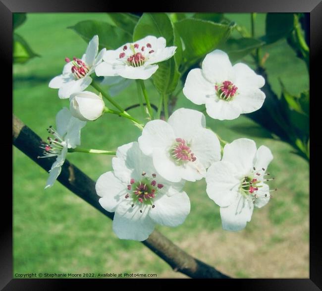 White blossoms Framed Print by Stephanie Moore