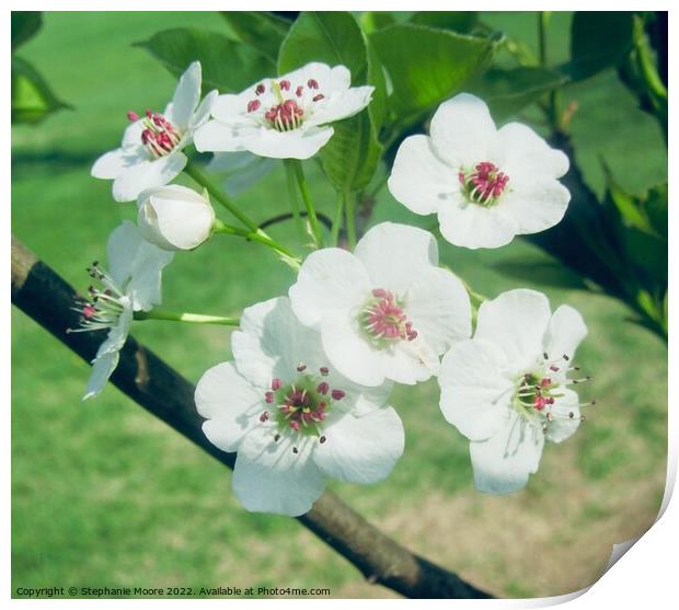 White blossoms Print by Stephanie Moore