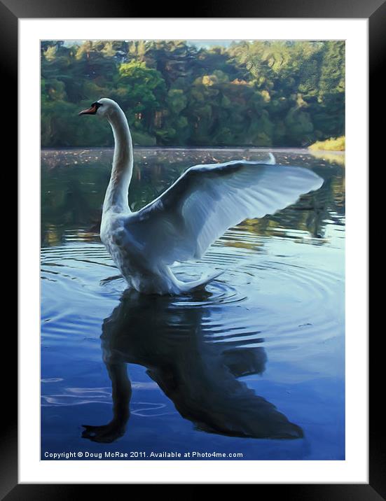 Painted swan Framed Mounted Print by Doug McRae
