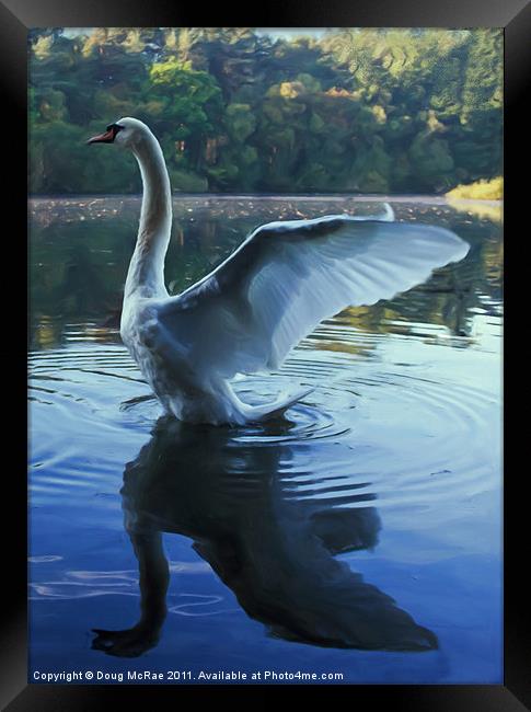 Painted swan Framed Print by Doug McRae