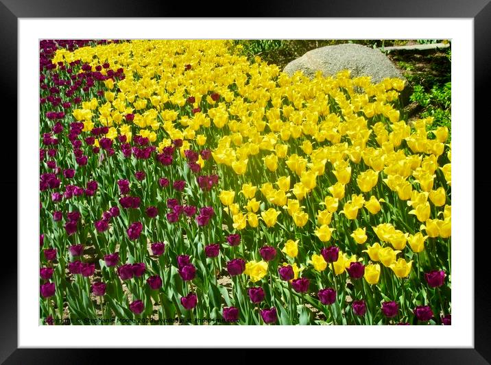 yellow and purple tulips Framed Mounted Print by Stephanie Moore