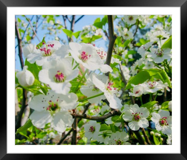 Plant flower apple blossom Framed Mounted Print by Stephanie Moore