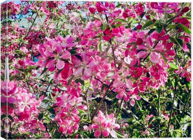 Pink crab apple blossoms Canvas Print by Stephanie Moore