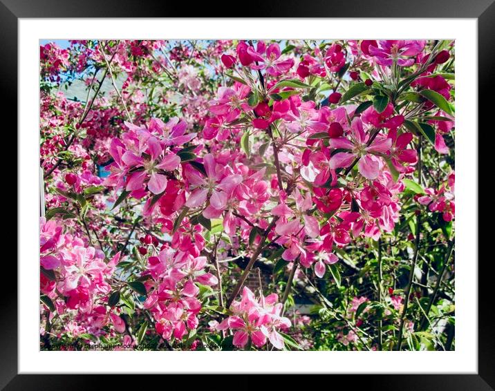 Pink crab apple blossoms Framed Mounted Print by Stephanie Moore