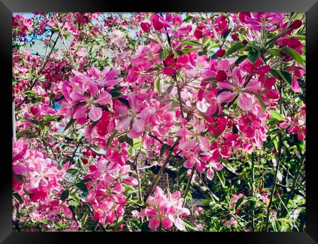 Pink crab apple blossoms Framed Print by Stephanie Moore