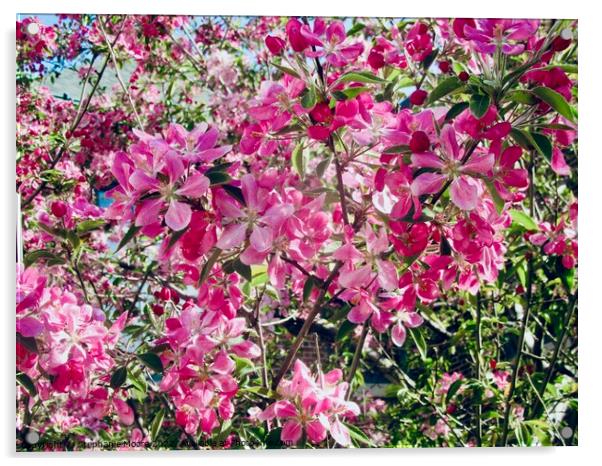 Pink crab apple blossoms Acrylic by Stephanie Moore