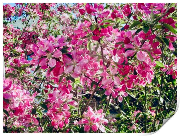 Pink crab apple blossoms Print by Stephanie Moore