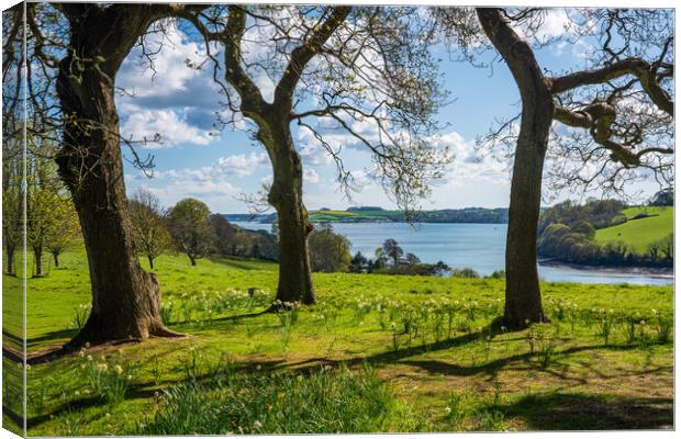 View across daffodils to River Fal near Truro Canvas Print by Steve Heap