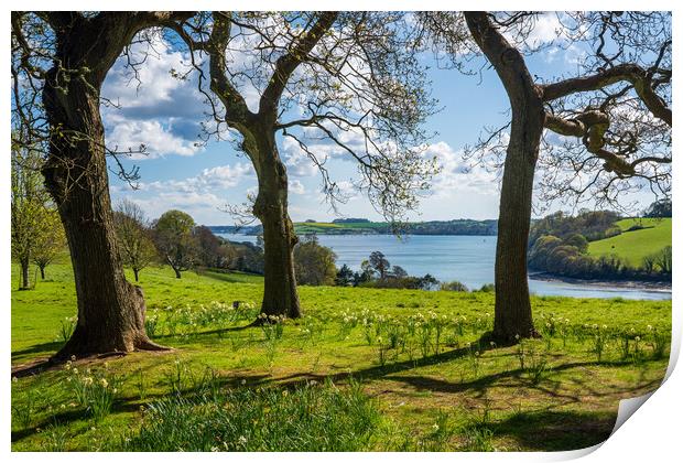 View across daffodils to River Fal near Truro Print by Steve Heap