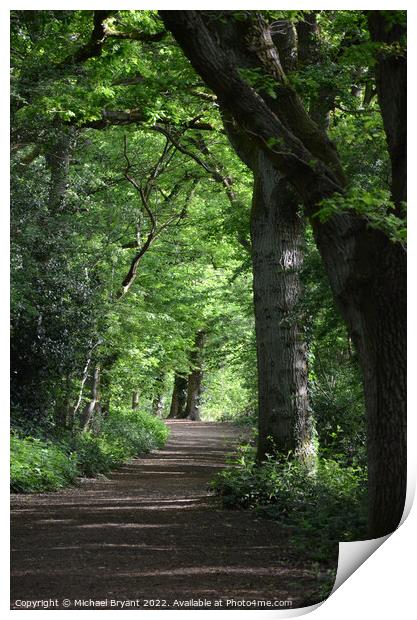 forest trail Print by Michael bryant Tiptopimage