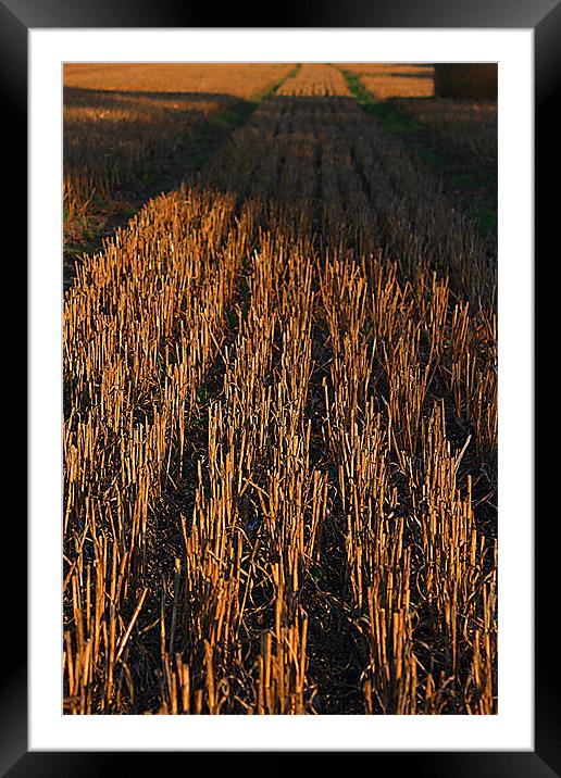 Cut Wheat Framed Mounted Print by Mark Poynton