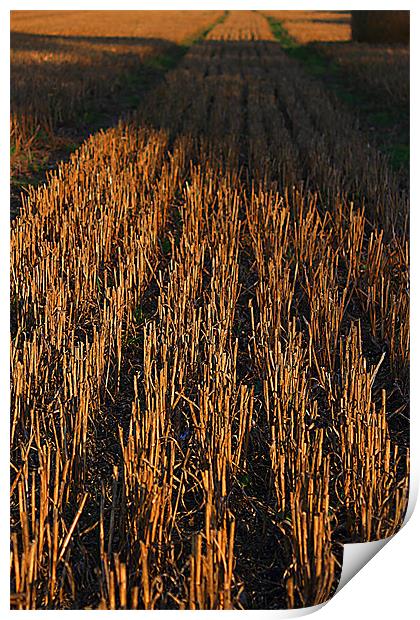 Cut Wheat Print by Mark Poynton