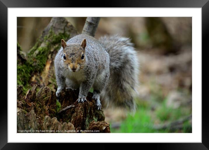A squirrel standing on a tree Framed Mounted Print by Michael bryant Tiptopimage