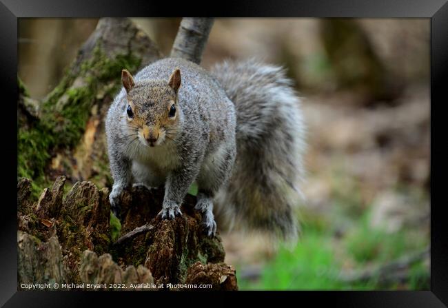 A squirrel standing on a tree Framed Print by Michael bryant Tiptopimage