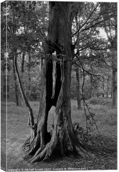 Dead tree trunk in black and white Canvas Print by Michael bryant Tiptopimage