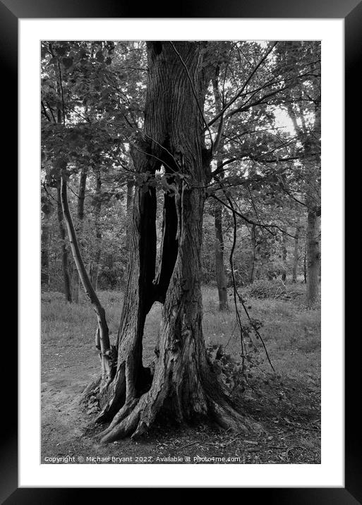Dead tree trunk in black and white Framed Mounted Print by Michael bryant Tiptopimage