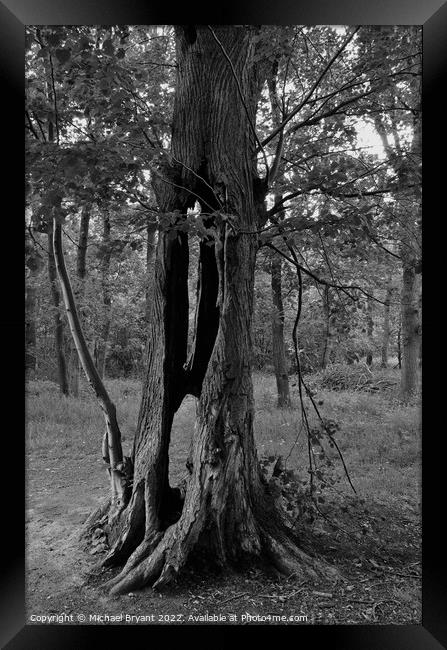 Dead tree trunk in black and white Framed Print by Michael bryant Tiptopimage