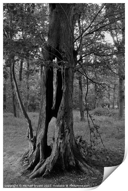 Dead tree trunk in black and white Print by Michael bryant Tiptopimage