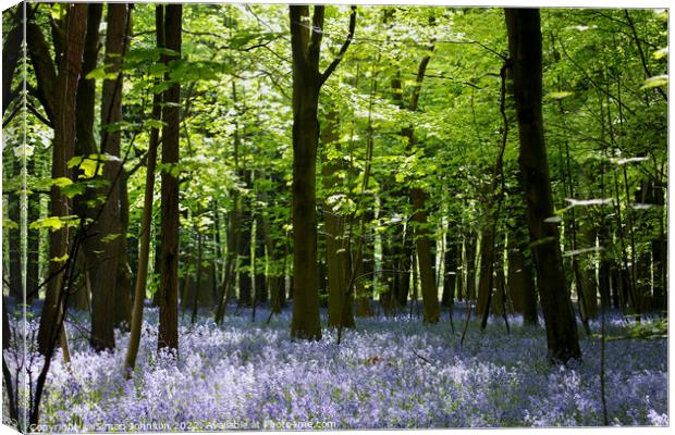 bluebell woodland Canvas Print by Simon Johnson