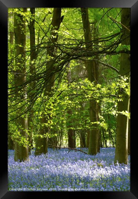 sunlit Bluebells Framed Print by Simon Johnson