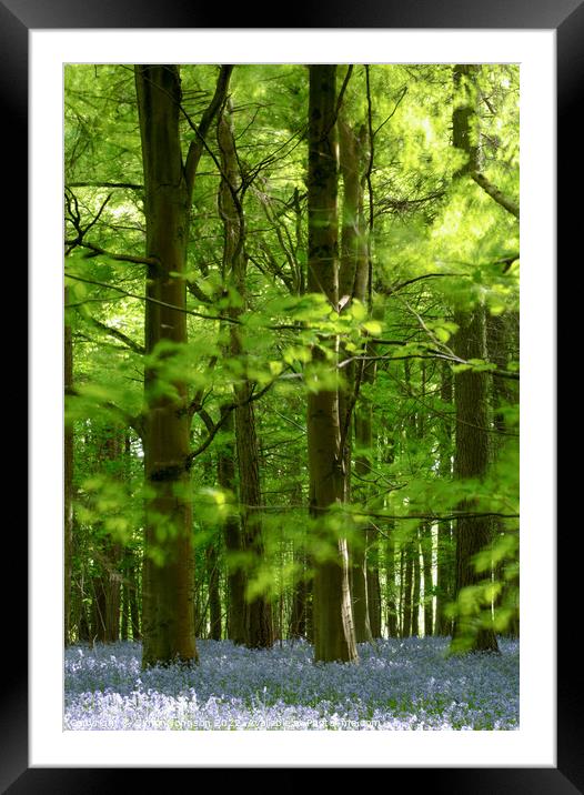 Plant tree Framed Mounted Print by Simon Johnson