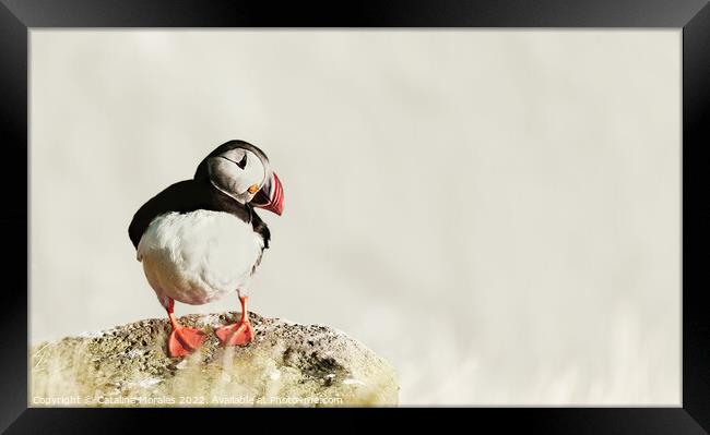 Puffin on the Rocks Framed Print by Catalina Morales