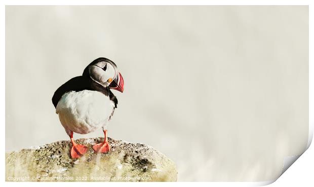 Puffin on the Rocks Print by Catalina Morales