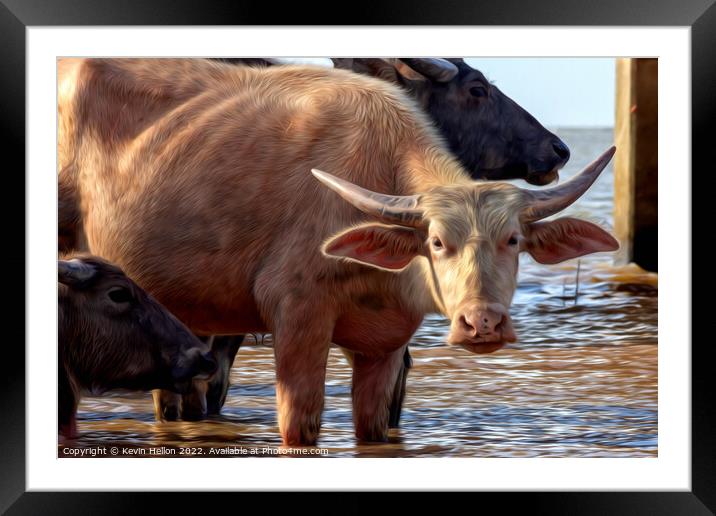 Water buffalo on Thale Noi Lake, Framed Mounted Print by Kevin Hellon