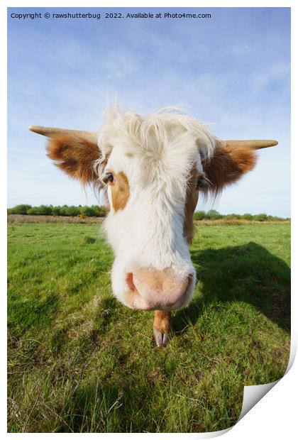 Highland Cow Getting Close Print by rawshutterbug 