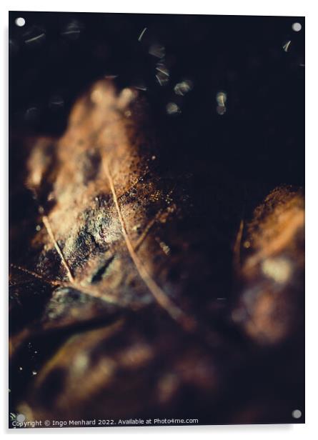 Brown blurry leaf closeup Acrylic by Ingo Menhard